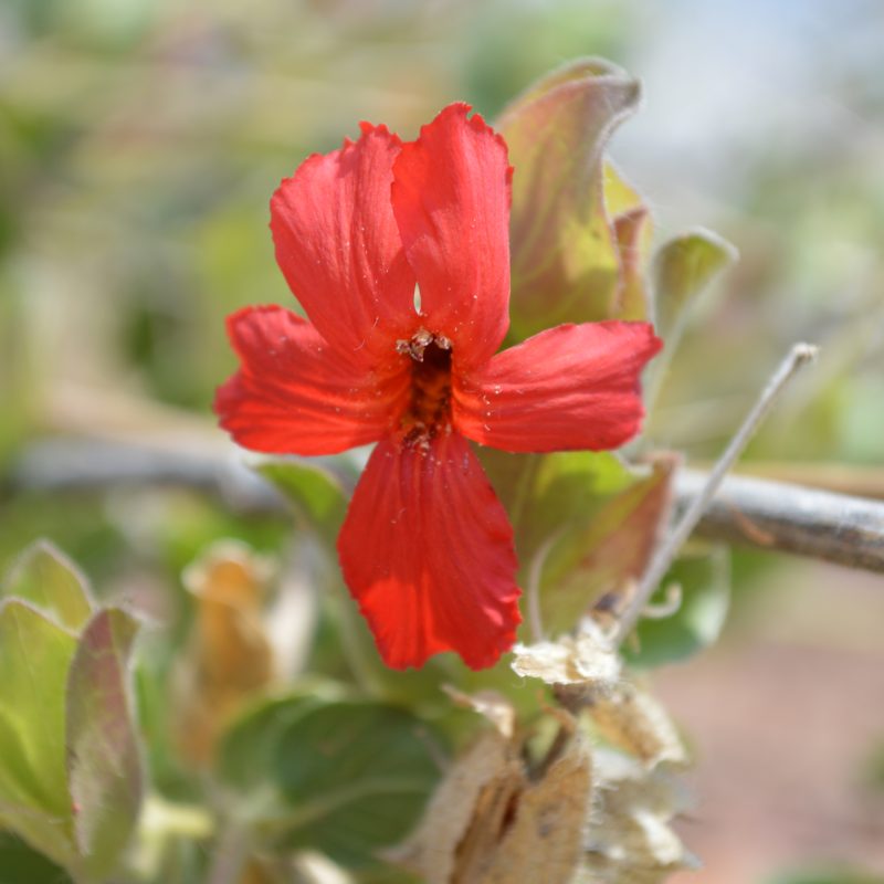 <p><em>Petalidium bracteatum</em>. Namibia.</p>