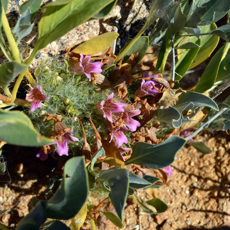 <p><em>Petalidium canescen</em>. Namibia.</p>