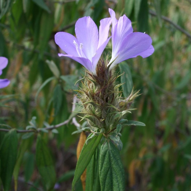 <p><em>Barleria aristata</em>. Tanzania</p>