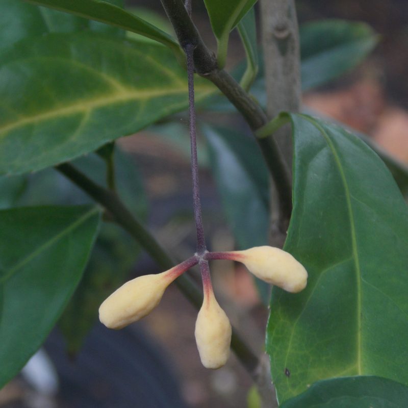 <p><i>Grazielanthus arkeocarpus</i> fruit Rio de Janeiro Brazil</p>