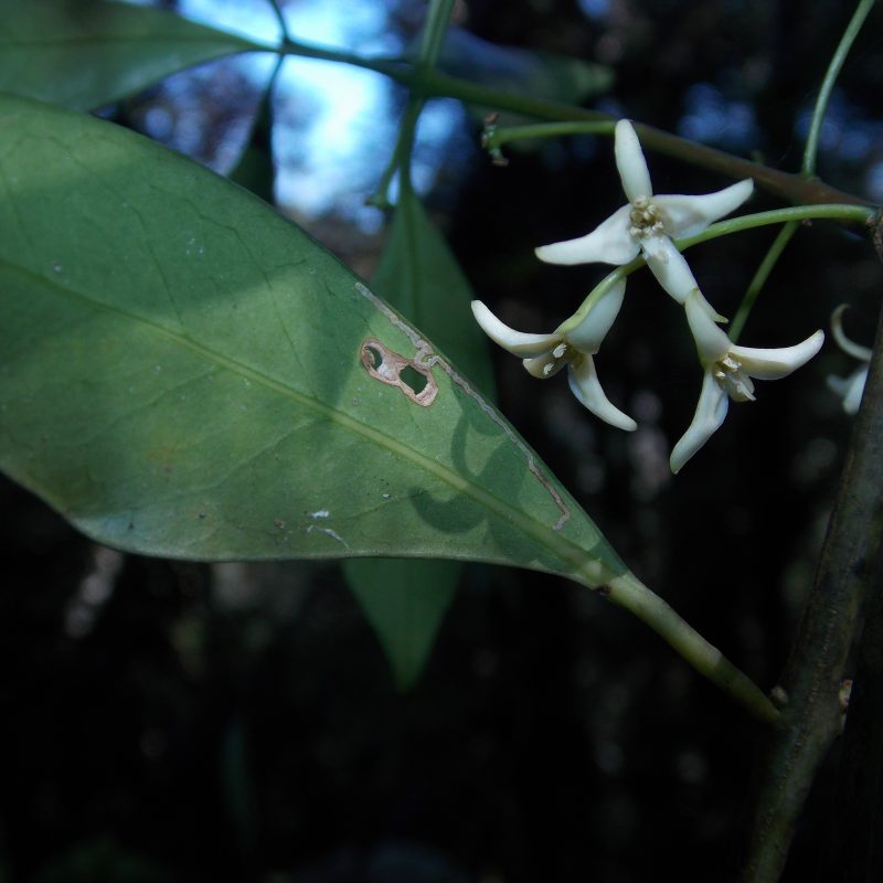 <p><i>Macropeplus friburguensis</i> staminate flowers Rio de Janeiro state Brazil</p>