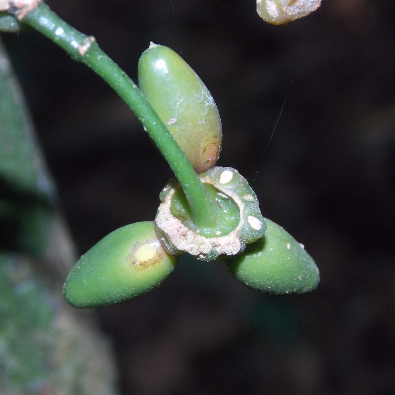 <p><i>Macrotorus genuflexus </i>fruit Rio de Janeiro state Brazil</p>