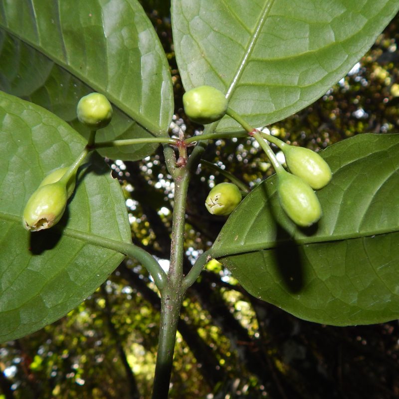 <p><i>Macrotorus genuflexus </i>staminate flowers Rio de Janeiro state Brazil</p>