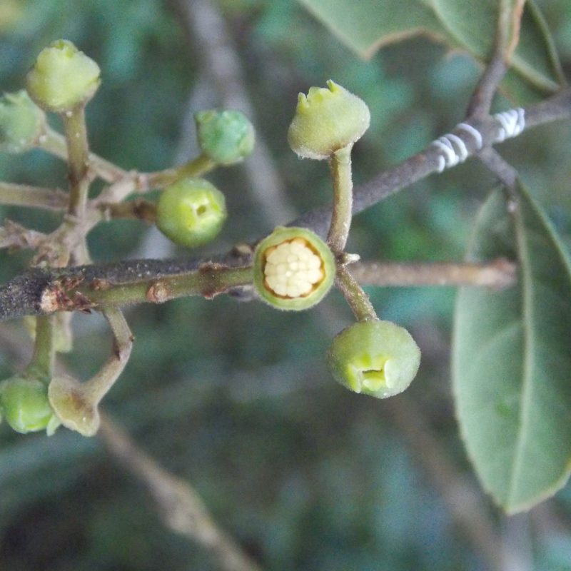 <p><i>Mollinedia argyrogyna </i>pistillate flowers Minas Gerais Brazil</p>