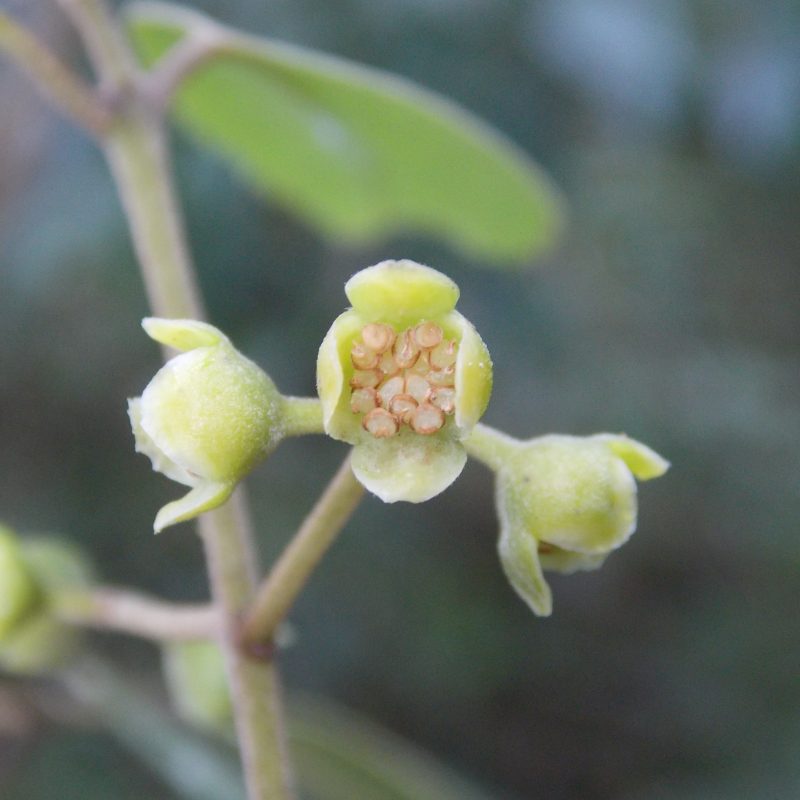 <p><i>Mollinedia argyrogyna </i>staminate flowers Minas Gerais Brazil </p>