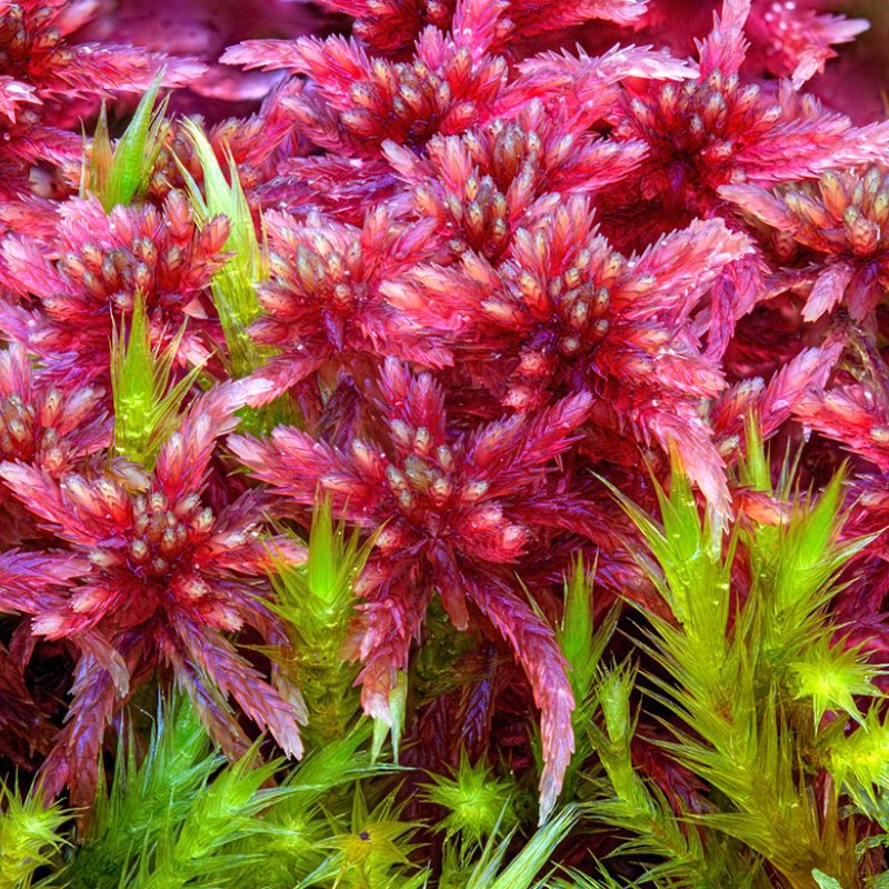 <p>Sphagnum warnstorfii (Sphagnaceae) and Tomentypnum nitens (Brachytheciaceae), Medwyn Mains Moss, Peebleshire, Scotland, UK. 10 October 2012</p>