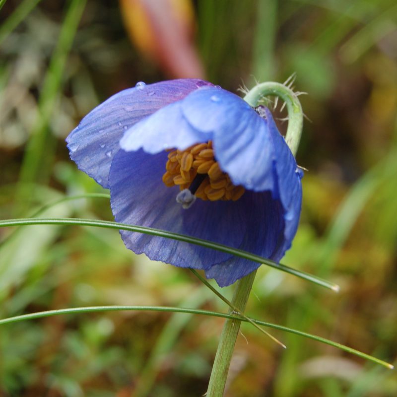 <p><em>Meconopsis primulina</em>. W Bhutan. 2009</p>