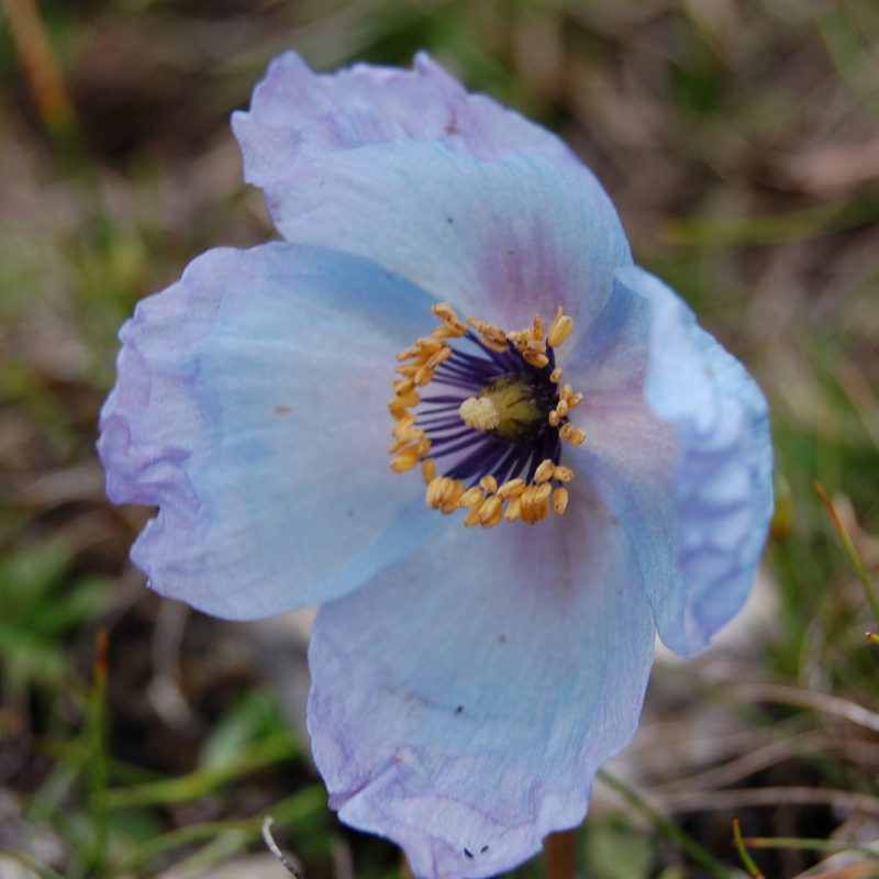 <p><em>Meconopsis bella. </em>West Bhutan. 2009</p>