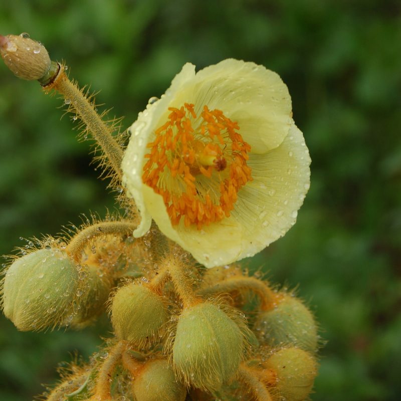 <p><em>Meconopsis paniculata</em>. W Bhutan 2009. </p>