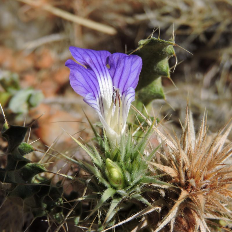 <p><em>Acanthopsis </em><em>hoffmannseggiana</em>. South Africa</p>