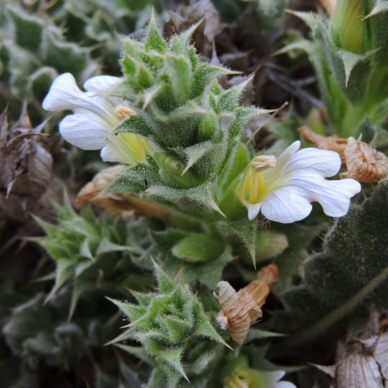 <p><em>Acanthopsis scullyi</em>. South Africa.</p>