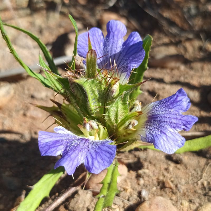 <p><em>Blepharis subvolubilis</em>. South Africa.</p>