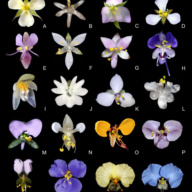 
<p>Floral morphology of Commelinaceae. A, subfamily Cartonematoideae: <em>Cartonema trigonospermum</em> C.B.Clarke (B. Stuckey). B, subfamily Commelinoideae, tribe Palisoteae: <em>Palisota bracteosa</em> C.B.Clarke (Marco O.O. Pellegrini). C–S, subfamily Commelinoideae, tribe Commelineae: C, <em>Murdannia sepalosa</em> (C.B.Clarke) C.K.Lee et al. (Leslie E. Brothers); D, <em>Murdannia engelsii</em> M.Pell. & Faden (Mathias R. Engels); E, <em>Tricarpelema africanum</em> Faden (Leslie E. Brothers); F, <em>Stanfieldiella imperforata </em>(C.B.Clarke) Brenan (Ehoarn Bidault); G, <em>Floscopa hirsuta</em> (Kunth) Hassk (Marco O.O. Pellegrini).; H, <em>Tricarpelema chinense</em> D.Y.Hong (R. Gogoi and S. Borah); I, <em>Buforrestia</em> sp. (Luis Adão Teixeira); J, <em>Pseudoparis cauliflora</em>
H.Perrier (Chris Davidson); K, <em>Dictyospermum montanum</em> Wight (Anurag N. Sharma); L, <em>Pollia secundiflora</em> (Blume) Bakh.f. (Ravan Schneider); M, <em>Aneilema brasiliense</em> C.B.Clarke (Claudio N. Fraga); N, <em>Polyspatha paniculata</em>
Benth. (Ehoarn Bidault); O, <em>Aneilema johnstonii</em> K.Schum. (Bart Wursten); P, <em>Aneilema protensum</em> (Wall. ex Wight) Thwaites (Prashant Awale); Q, <em>Aneilema beniniense</em> (P.Beauv.) Kunth (Marco O.O. Pellegrini); R, <em>Commelina agrostophylla</em> F.Muell. (Russell Cumming); S, <em>Commelina catharinensis</em>
Hassemer et al. (Marco O.O. Pellegrini); T, <em>Commelina erecta</em> L. (Marco O.O. Pellegrini).</p>
