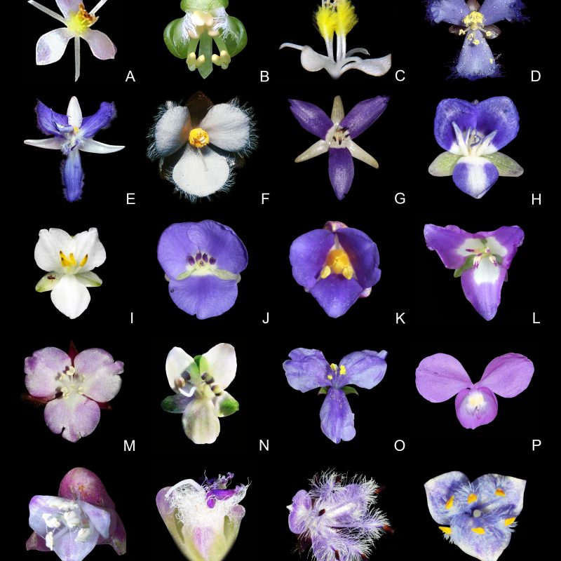 <p>Floral morphology of Commelinaceae. A–C, subfamily Commelinoideae, tribe Tradescantieae, subtribe Streptoliriinae: A, <em>Spatholirion calcicola</em><br />K.Larsen & S.S.Larsen (Thaweesak Thitimetharoch); B, <em>Aëtheolirion stenolobium</em> Forman (Tomoki Sando); C, <em>Streptolirion volubile</em> Edgew. (Johannes Lundberg). D–F, tribe Tradescantieae, subtribe Cochliostematinae: D, <em>Geogenanthus rhizanthus</em> (Ule) G.Brückn (David Scherberich); E, <em>Cochliostema odoratissimum</em> Lem. (Reinaldo Aguilar); F, <em>Plowmanianthus panamensis</em><br />Faden & C.R.Hardy (Christopher R. Hardy); G–N, tribe Tradescantieae, subtribe Dichorisandrinae: G, <em>Dichorisandra acaulis</em> Cogn. (Marco O.O. Pellegrini); H, <em>Dichorisandra hexandra</em> (Aubl.) C.B.Clarke (Marco O.O. Pellegrini); I, <em>Dichorisandra incurva</em> Mart. (Gustavo Shimizu); J, <em>Dichorisandra penduliflora</em> Kunth (Marco O.O. Pellegrini); K, <em>Dichorisandra thyrsiflora</em><br />J.C.Mikan (Marco O.O. Pellegrini); L, <em>Dichorisandra radicalis</em> Nees & Mart. (Marco O.O. Pellegrini); M, <em>Siderasis fuscata</em> (Lodd.) H.E.Moore (Marco O.O. Pellegrini); N, <em>Siderasis zorzanellii</em> M.Pell. & Faden (João Paulo Zorzanelli). O–T, tribe Tradescantieae, subtribe Cyanotinae: O, <em>Coleotrype natalensis</em> C.B.Clarke (Marco O.O. Pellegrini); P, <em>Coleotrype baronii</em><br />Baker (Charles Rakotovao); Q, <em>Amischotolype hispida</em> (A.Rich.) D.Y.Hong (Ravan Schneider); R, <em>Amischotolype microphylla</em> (Y.Wan) C.K.Lee et al. (Eric Barbier); S, <em>Cyanotis ciliata</em> (Blume) Bakh.f. (Ravan Schneider); T, <em>Cyanotis repens</em> Faden & D.M.Cameron (Marco O.O. Pellegrini).</p>