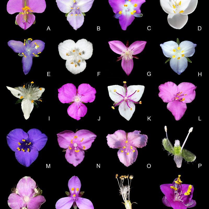 <p>Floral morphology of Commelinaceae. A–T, subfamily Commelinoideae, tribe Tradescantieae, subtribe Tradescantiinae: A, <em>Tinantia erecta</em> (Jacq.) Fenzl (Eric Barbier); B, <em>Gibasoides laxiflora</em> (C.B.Clarke) D.R.Hunt (Abisaí García); C, <em>Thyrsanthemum floribundum</em> (M.Martens & Galeotti) Pichon (Anneke Jonker). D, <em>Weldenia candida</em> Schult.f. (Stephen Cross); E, <em>Gibasis matudae</em> D.R.Hunt (M. Costea and I. García-Ruiz); F, <em>Gibasis pellucida</em> (M.Martens & Galeotti) D.R.Hunt (Marco O.O. Pellegrini); G, <em>Elasis hirsuta</em> (Kunth) D.R.Hunt (Andreas Kay); H, <em>Matudanthus nanus</em><br />(M.Martens & Galeotti) D.R. Hunt (Abisaí García); I, <em>Tradescantia fluminensis</em> Vell. (Marco O.O. Pellegrini); J, Tradescantia commelinoides Schult.f.; K, <em>Tradescantia ambigua</em> Mart. ex Schult. & Schult.f. (Marco O.O. Pellegrini); L, <em>Tradescantia sillamontana</em> Matuda (Marco O.O. Pellegrini); M, <em>Tradescantia ohiensis</em> Raf. (Marco O.O. Pellegrini); N, <em>Callisia navicularis</em> (Ortgies) D.R.Hunt (Silvino Eduardo). O, <em>Callisia ornata</em> (Small) G.C.Tucker (David Rankin); P, <em>Callisia monandra</em> (Sw.) Schult. & Schult.f. (Jonathan Amith); Q, <em>Callisia ciliata</em> Kunth (Marco O.O. Pellegrini); R, <em>Tripogandra diuretica</em><br />(Mart.) Handlos (Marco O.O. Pellegrini); S, <em>Callisia repens</em> (Jacq.) L. (Marco O.O. Pellegrini); T, <em>Callisia warszewicziana</em> (Kunth & C.D.Bouché) D.R.Hunt (Challen Willemsen).</p>