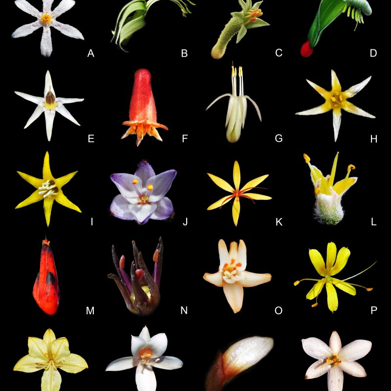 
<p>Floral morphology of Haemodoraceae. A, subfamily Conostylidoideae, tribe Tribonatheae: <em>Tribonanthes longipetala</em>
Lindl. (Jean and Fred Hort). B–I, subfamily Conostylidoideae, tribe Conostylideae: B, <em>Anigozanthos fuliginosus</em> Hook. (Jan Thomas Johansson); C, <em>Anigozanthos flavidus</em> DC. (Jan Thomas Johansson); D, <em>Anigozanthos manglesii</em> D.Don (Jan Thomas Johansson); E, <em>Phlebocarya ciliata</em> R.Br. (Mark Brundrett); F, <em>Conostylis canescens</em> (Lindl.) F.Muell. (Jean and Fred Hort); G, <em>Conostylis androstemma</em> F.Muell. (Kevin Thiele); H, <em>Conostylis setigera</em> R.Br. (Jan Thomas Johansson); I, <em>Conostylis vaginata</em> Endl. (Jan Thomas Johansson). J–N, subfamily Haemodoroideae, tribe Haemodoreae: J, <em>Dilatris ixioides</em> Lam. (Jan Thomas Johansson); K, <em>Dilatris viscosa</em> L.f. (Jan Thomas Johansson); L, <em>Lachnanthes caroliniana</em>
(Lam.) Dandy (Mary Keim); M, <em>Haemodorum coccineum</em> R.Br. (Russell Cumming); N, <em>Haemodorum simplex</em> Lindl. (John Tann). O–T, subfamily Haemodoroideae, tribe Wachendorfieae: O, <em>Schiekia orinocensis</em>
(Kunth) Meisn. (Ellen J. Hickman); P, <em>Barberetta aurea</em> Harv. (Cameron McMaster); Q, <em>Wachendorfia paniculata</em> Burm. (Jan Thomas Johansson); R, <em>Cubanicula xanthorrhizos</em> (C.Wright ex Griseb.) Hopper et al. (Rhian J. Smith); S, <em>Pyrrorhiza neblinae</em> Maguire & Wurdack (Anna Weitzman); T, <em>Xiphidium caeruleum</em>
Aubl. (Alexey Yakovlev).</p>

