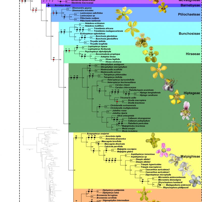 <p>Molecular phylogenetic tree recovered by the <abbr>ML</abbr> of the reduced alignment for <em>matK</em>, <em>ndhF</em>, <em>rbcL</em>, and PHYC presented by Davis and Anderson (2010) with the taxonomic sampling reduced to one or three terminals according to the accepted genera in the present study.</p>