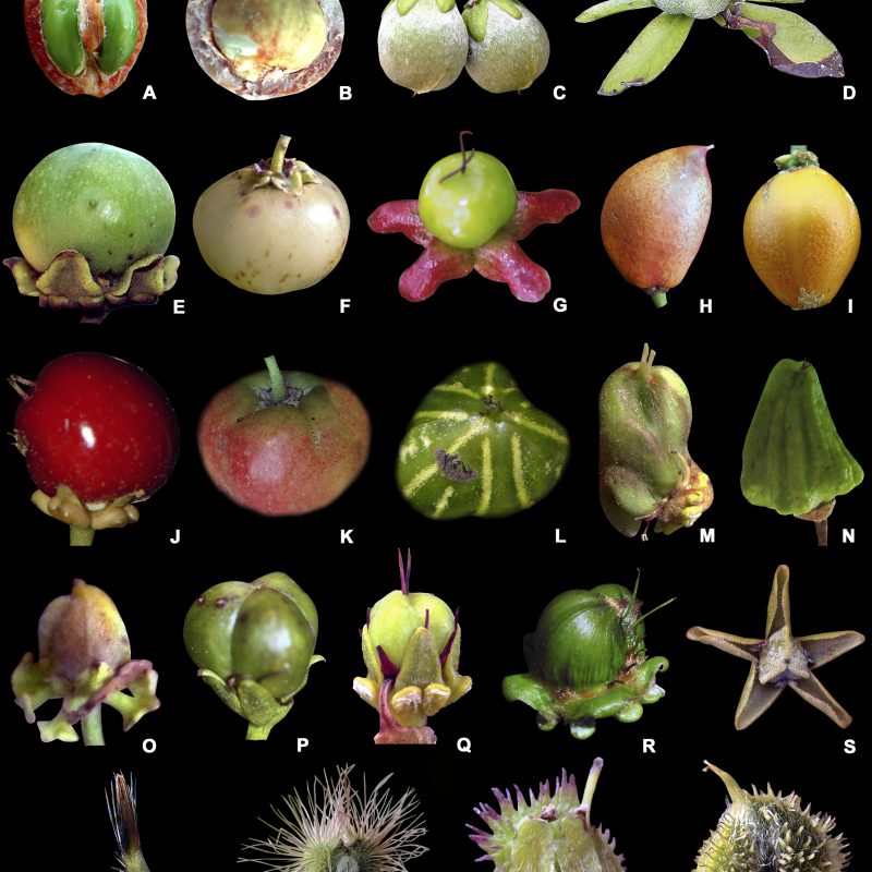 <p>Types of fleshy fruits, nuts, and smooth to setose schizocarpic fruits in Malpighiaceae <strong>A</strong> transversely sliced drupe of <em><em>Bunchosia</em> <em>maritima</em></em> showing seeds <strong>B</strong> transversely sliced nut of <em><em>Dicella</em> <em>nucifera</em></em> showing the seed <strong>C</strong> nuts of <em><em>Dicella</em> <em>bracteosa</em></em> <strong>D</strong> nuts of <em><em>Dicella</em> <em>macroptera</em></em> <strong>E</strong> green drupe of <em><em>Byrsonima</em> <em>blanchetiana</em></em> <strong>F</strong> cream-coloured drupe of <em><em>Byrsonima</em> <em>ligustrifolia</em></em> <strong>G</strong> green drupe of <em><em>Byrsonima</em> <em>melanocarpa</em></em> with concrescent sepals <strong>H</strong> orange drupe of <em><em>Bunchosia</em> <em>glandulifera</em></em> <strong>I</strong> orange drupe of <em><em>Bunchosia</em> <em>maritima</em></em> <strong>J</strong> red drupe of <em><em>Malpighia</em> <em>glabra</em></em> <strong>K</strong> reddish-orange drupe of <em><em>Malpighia</em> <em>mexicana</em></em> <strong>L</strong> green drupe of <em><em>Malpighia</em> <em>fucata</em></em> <strong>M</strong> green and twisted drupe of <em><em>Mcvaughia</em> <em>sergipana</em></em> <strong>N</strong> striated drupe of <em><em>Burdachia</em> <em>prismatocarpa</em></em> <strong>O</strong> smooth mericarp of <em><em>Heladena</em> <em>multiflora</em></em> <strong>P</strong> smooth mericarp of <em><em>Galphimia</em> <em>gracilis</em></em> <strong>Q</strong> smooth and immature mericarp of <em><em>Verrucularina</em> <em>glaucophylla</em></em> <strong>R</strong> green and smooth mericarps of <em><em>Acmanthera</em> <em>latifolia</em></em> <strong>S</strong> smooth mericarps of <em><em>Thryallis</em> <em>longifolia</em></em> with concrescent sepals <strong>T</strong> setose mericarps of <em><em>Tricomaria</em> <em>usillo</em></em> <strong>U</strong> setose mericarps of <em><em>Lasiocarpus</em> <em>ferrugineus</em></em> <strong>V</strong> setose mericarp of <em><em>Camarea</em> <em>axillaris</em></em> <strong>W</strong> setose mericarp of <em><em>Echinopterys</em> <em>eglandulosa</em></em> (photographs <strong>A, B</strong> by Amaury Jr.; <strong>C, D</strong> by A. Assis; <strong>E, H, I, M, Q, V</strong> by R.F. Almeida; <strong>F</strong> by S.E. Martins; <strong>G</strong> by N. Bigio; <strong>J</strong> by P. Acevedo-Rodriguez; <strong>K, L</strong> by M.R. Pace; <strong>N</strong> by L.S.B. Calazans; <strong>O</strong> by A. Francener; <strong>P</strong> by M.O.O. Pellegrini; <strong>R</strong> by R. Goldenberg; <strong>S</strong> by J.V. Santos; <strong>T</strong> by I. Specogna; <strong>U</strong> by A. Nuno; <strong>W</strong> by S. Carnaham).</p>