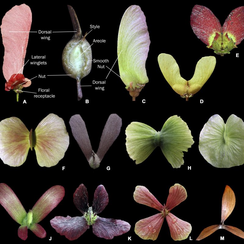 <p>Types of winged schizocarpic fruits in Malpighiaceae <strong>A</strong> single dorsal winged mericarp of <em><em>Diplopterys</em> <em>pubipetala</em></em> showing lateral wings <strong>B</strong> detail of part of the winged mericarp of <em><em>Banisteriopsis</em> <em>argyrophylla</em></em> <strong>C, D</strong> 1 dorsal winged mericarp(s) of <em><em>Heteropterys</em> <em>byrsonimifolia</em></em> <strong>E</strong> winged mericarp of <em><em>Peixotoa</em> <em>catharinensis</em></em> showing lateral winglets <strong>F</strong> winged mericarp of <em><em>Amorimia</em> <em>candidae</em></em> with two lateral wings more developed than the reduced dorsal wing <strong>G</strong> winged mericarp of <em><em>Lophopterys</em> <em>floribunda</em></em> <strong>H</strong> winged mericarp of <em><em>Carolus</em> <em>chasei</em></em> with two lateral wings more developed (dorsal wing absent) <strong>I</strong> winged mericarp of <em><em>Mascagnia</em> <em>sepium</em></em> with 1 lateral orbicular wing <strong>J</strong> winged mericarp of <em><em>Tetrapterys</em> <em>phlomoides</em></em> with 4 free, lateral wings (superior ones longer, inferior ones shorter) <strong>K</strong> winged mericarp of <em><em>Glicophyllum</em> <em>cardiophyllum</em></em> with 4 free, lateral wings (superior ones shorter, inferior ones longer) <strong>L</strong> winged mericarp of <em><em>Niedenzuella</em> <em>acutifolia</em></em> with 4 free, equalling lateral wings <strong>M</strong> winged mericarp of <em><em>Hiptage</em> <em>benghalensis</em></em> with three free, lateral wings more developed (photographs <strong>A</strong> by A. Popovkin; <strong>B, E, I, J</strong> by M.O.O. Pellegrini; <strong>C, D, F, H, K, L</strong> by R.F. Almeida; <strong>G</strong> by G. Shimizu; <strong>M</strong> by G. Cahyadi).</p>