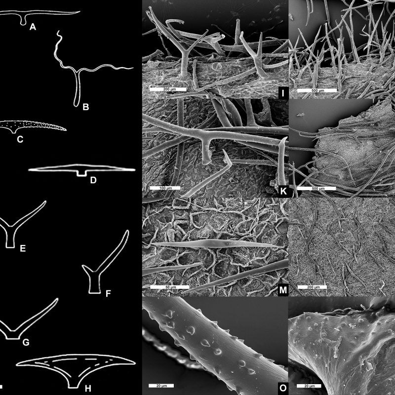 <p>Line drawings and scanning electron micrographs of common types of malpighiaceous hairs <strong>A</strong> T-shaped with a short base (i.e., foot) <strong>B</strong> T-shaped with a long base <strong>C</strong> T-shaped with a very reduced base and branches with spiked cell wall <strong>D</strong> T-shaped with a very reduced base and branches with smooth cell wall <strong>E</strong> Y-shaped with a long base and two equally long branches <strong>F</strong> Y-shaped with a long base, one long and one very reduced branch <strong>G</strong> Y-shaped with a very reduced base <strong>H</strong> T-shaped with reduced base and laterally flattened (i.e., scaly) <strong>I, J</strong> detail of a velutine indumentum comprising Y-shaped hairs <strong>K, L</strong> detail of a tomentose indumentum comprising T-shaped hairs with long bases <strong>M, N</strong> detail of a sericeous indumentum comprising T-shaped hairs with very reduced bases <strong>O</strong> detail of the spikes on the cell wall of a hair branch <strong>P</strong> detail of the rugae on the cell wall of a hair branch (all line drawings and SEMs by R.F. Almeida).</p>