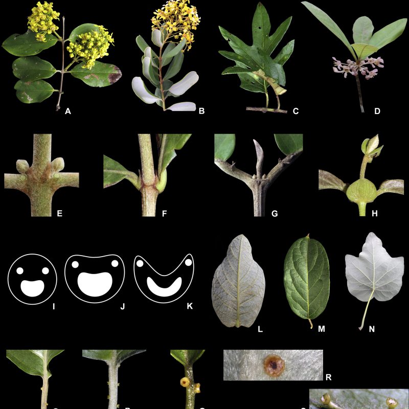 <p>Phyllotaxis, stipules, and petioles of Malpighiaceae <strong>A</strong> branch with opposite leaves of <em><em>Bronwenia</em> <em>megaptera</em></em> <strong>B</strong> branch with decussate leaves of <em><em>Verrucularina</em> <em>glaucophylla</em></em> <strong>C</strong> branch with alternate leaves of <em><em>Stigmaphyllon</em> <em>angustilobum</em></em> <strong>D</strong> branch with verticillate leaves of <em><em>Pterandra</em> <em>pyroidea</em></em> <strong>E</strong> interpetiolar stipules of <em><em>Mascagnia</em> <em>cordifolia</em></em> <strong>F</strong> epipetiolar stipules of <em><em>Byrsonima</em> <em>intermedia</em></em> <strong>G</strong> free stipules of <em><em>Hiraea</em> <em>hatschbachii</em></em> <strong>H</strong> connate stipules of <em><em>Peixotoa</em> <em>catarinensis</em></em> <strong>I</strong> transverse section of a circular petiole <strong>J</strong> transverse section of a plane-convex petiole <strong>K</strong> transverse section of a canaliculate petiole <strong>L</strong> leaf with very reduced petiole of <em><em>Byrsonima</em> <em>basiloba</em></em> <strong>M</strong> leaf with short petiole of <em><em>Banisteriopsis</em> <em>adenopoda</em></em> <strong>N</strong> leaf with long petiole of <em><em>Stigmaphyllon</em> <em>caatingicola</em></em> <strong>O</strong> alternate glands on the petiole of <em><em>Banisteriopsis</em> <em>membranifolia</em></em> <strong>P</strong> opposite to alternate glands on the petiole of <em><em>Schwannia</em> <em>mediterranea</em></em> <strong>Q</strong> subopposite glands on the petiole of <em><em>Banisteriopsis</em> <em>membranifolia</em></em> <strong>R</strong> discoid and sessile gland of <em><em>Banisteriopsis</em> <em>laevifolia</em></em> <strong>S</strong> cupuliform and stalked glands of <em><em>Banisteriopsis</em> <em>adenopoda</em></em> (line drawings and photographs <strong>A–C, G, I–K, L–O, Q–S</strong> by R.F. Almeida; <strong>D</strong> by C. Silva, <strong>E, F, H, P</strong> by M.O.O. Pellegrini).</p>