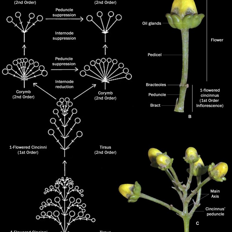 <p>Inflorescence architecture of Malpighiaceae <strong>A</strong> inflorescence evolution in Malpighiaceae according to Anderson (1981) <strong>B</strong> 1-flowered cincinnus of <em><em>Niedenzuella</em> <em>lasiandra</em></em> <strong>C</strong> Thyrse of 1-flowered cincinni of <em><em>Niedenzuella</em> <em>lasiandra</em></em> (line drawings modified from Anderson 1981; photographs <strong>A</strong> modified from Anderson 1981; <strong>B, C</strong> by M.O.O. Pellegrini).</p>