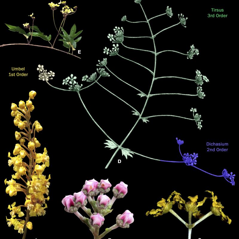 <p>Compound inflorescences of Malpighiaceae <strong>A</strong> thyrse of 1-flowered cincinni of <em><em>Byrsonima</em> <em>sericea</em></em> <strong>B</strong> corymb of 1-flowered cincinni of <em><em>Mascagnia</em> <em>cordifolia</em></em> <strong>C</strong> umbel of 1-flowered cincinni of <em><em>Banisteriopsis</em> <em>argyrophylla</em></em> <strong>D</strong> line drawing of an inflorescence of <em><em>Stigmaphyllon</em> <em>angustilobum</em></em> showing 1-flowered cincinni arranged in umbels (1<sup>st</sup> order inflorescence), arranged in dichasia (2<sup>nd</sup> order inflorescence), arranged in a thyrse (3<sup>rd</sup> order inflorescence) <strong>E</strong> photograph of the inflorescence branch of <em><em>Stigmaphyllon</em> <em>angustilobum</em></em> (photographs <strong>B, C</strong> by M.O.O. Pellegrini; <strong>A, E</strong> by R.F. Almeida; line drawing <strong>D</strong> by K. Souza).</p>