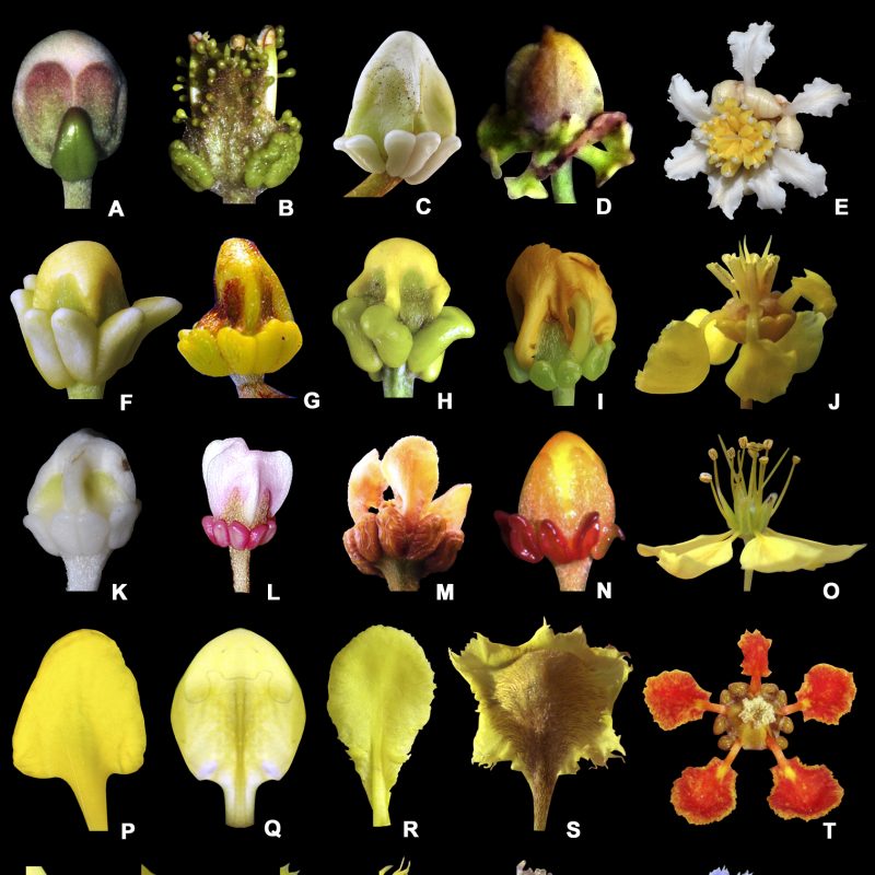 <p>Sepals, glands, and petals of Malpighiaceae flowers <strong>A</strong> sepals with rounded apex of <em><em>Hiptage</em> <em>benghalensis</em></em> and sessile sepal gland <strong>B</strong> sepals with acute apex of <em><em>Christianella</em> <em>multiglandulosa</em></em> and sessile sepal glands <strong>C</strong> sepals with acute apex of <em><em>Byrsonima</em> <em>gardneriana</em></em> and sessile sepal glands <strong>D</strong> stalked sepal glands of <em><em>Heladena</em> <em>multiflora</em></em> <strong>E</strong> white petals of <em><em>Acmanthera</em> <em>latifolia</em></em> <strong>F</strong> pale yellow glands of <em><em>Bunchosia</em> <em>glandulifera</em></em> <strong>G</strong> yellow glands of <em><em>Mcvaughia</em> <em>sergipana</em></em> <strong>H</strong> pale green glands of <em><em>Bronwenia</em> <em>megaptera</em></em> <strong>I</strong> green glands of <em><em>Camarea</em> <em>axillaris</em></em> <strong>J</strong> yellow and deflexed petals of <em><em>Byrsonima</em> <em>sericea</em></em> <strong>K</strong> white glands of <em><em>Acmanthera</em> <em>parviflora</em></em> <strong>L</strong> pink glands of <em><em>Heteropterys</em> <em>rubiginosa</em></em> <strong>M</strong> brown glands of <em><em>Amorimia</em> <em>pellegrinii</em></em> <strong>N</strong> red glands of <em><em>Niedenzuella</em> <em>poeppigiana</em></em> <strong>O</strong> yellow and patent petals of <em><em>Ptilochaeta</em> <em>bahiensis</em></em> <strong>P</strong> oval petal limb of <em><em>Galphimia</em> <em>gracilis</em></em> <strong>Q</strong> elliptic petal limb of <em><em>Heteropterys</em> <em>oberdanii</em></em> <strong>R</strong> obovate petal limb of <em><em>Bronwenia</em> <em>megaptera</em></em> <strong>S</strong> pubescent petal surface of <em><em>Diplopterys</em> <em>bahiana</em></em> <strong>T</strong> orange-red petals of <em><em>Tetrapterys</em> <em>phlomoides</em></em> <strong>U</strong> entire margin of the petal of <em><em>Heteropterys</em> <em>oberdanii</em></em> <strong>V</strong> erose margin of the petal of <em><em>Bronwenia</em> <em>megaptera</em></em> <strong>W</strong> fimbriate margin of the petal of <em><em>Schwannia</em> <em>schwannioides</em></em> <strong>X</strong> dentate margin of the petal of <em><em>Peixotoa</em> <em>hispidula</em></em> <strong>Y</strong> glandular-fimbriate margin of the petal of <em><em>Alicia</em> <em>anisopetala</em></em> <strong>Z</strong> lilac petals of <em><em>Mascagnia</em> <em>lilacina</em></em> (<strong>A, C, F–H, I, J, L–S, U–W</strong> by R.F. Almeida; <strong>B, N, T, Y</strong> by M.O.O. Pellegrini; <strong>D</strong> by A. Francener; <strong>E</strong> by R. Goldenberg; <strong>Z</strong> by O.J.A. Ayala).</p>