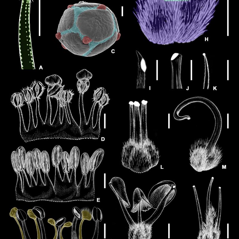 <p>Androecium and gynoecium of Malpighiaceae <strong>A</strong> stamen of <em><em>Banisteriopsis</em> <em>multifoliolata</em></em> showing filament in green, anther in orange, glandular connective in blue, and pollen sacs in yellow <strong>B</strong> scanning electron micrograph of an anther of <em><em>Banisteriopsis</em> <em>multifoliolata</em></em> <strong>C</strong> SEM of a pollen grain of <em><em>Banisteriopsis</em> <em>multifoliolata</em></em> showing colpi in blue and endoaperture in red <strong>D</strong> heteromorphic stamen ring with 10 fertile stamens of <em><em>Banisteriopsis</em> <em>multifoliolata</em></em> <strong>E</strong> homomorphic stamen ring of <em><em>Bronwenia</em> <em>megaptera</em></em> with 10 fertile stamens <strong>F</strong> heteromorphic stamen ring of <em><em>Peixotoa</em> <em>hispidula</em></em> showing 5 fertile stamens and 5 staminodes in yellow <strong>G</strong> 6 fertile and free stamens of <em><em>Schwannia</em> <em>hexandra</em></em> <strong>H</strong> gynoecium of <em><em>Banisteriopsis</em> <em>multifoliolata</em></em> showing ovary in lilac, styles in blue and stigmas in yellow <strong>I</strong> uncinate apex of styles of <em><em>Amorimia</em> <em>septentrionalis</em></em> <strong>J</strong> truncate style apex of <em><em>Amorimia</em> <em>rigida</em></em> <strong>K</strong> subulate apex of style of <em><em>Byrsonima</em> <em>sericea</em></em> <strong>L</strong> 3 parallel and erect styles of <em><em>Bronwenia</em> <em>megaptera</em></em> <strong>M</strong> single curved style of <em><em>Schwannia</em> <em>hexandra</em></em> <strong>N</strong> 3 divergent styles of <em><em>Stigmaphyllon</em> <em>blanchetii</em></em> with foliate apices <strong>O</strong> 3 erect, slightly curved, and pubescent styles of <em><em>Diplopterys</em> <em>lutea</em></em> <strong>P</strong> 3 divergent styles of <em><em>Stigmaphyllon</em> <em>lalandianum</em></em> with reduced foliate apices <strong>Q</strong> 3 divergent styles of <em><em>Stigmaphyllon</em> <em>glabrum</em></em> without foliate apex (all line drawings by K. Souza; SEMs by R.F. Almeida; all scales: 1 mm, except for the pollen grain: 10 µm).</p>