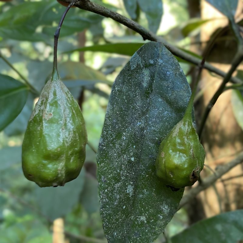 <p><i>Grazielanthus arkeocarpus</i> fruit Rio de Janeiro state Brazil Photo </p>