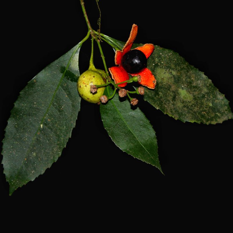 <p><i>Hennecartia omphalandra</i> staminate flowers and fruits Santa Catarina Brazil</p>