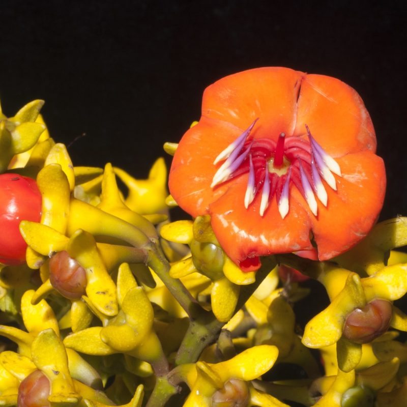 <p><em>Meriania aurata </em>(Melastomataceae) from Equador</p>