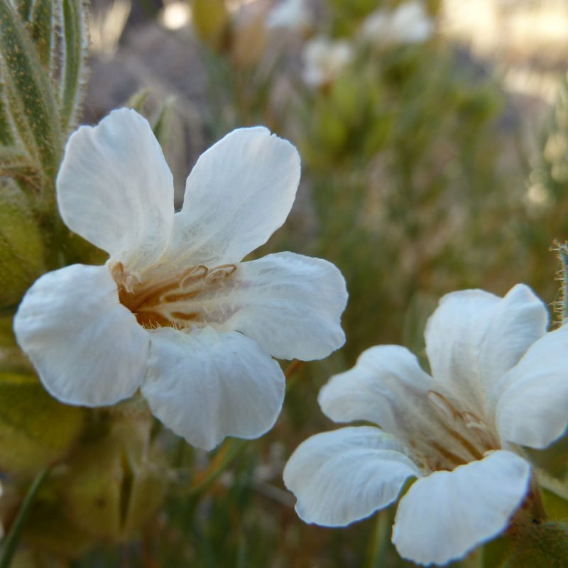 <p><em>Petalidium cymbiforme</em>. Namibia.</p>