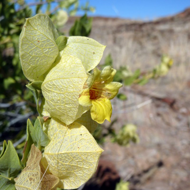 <p><em>Petalidium giessii. </em>Namibia.</p>