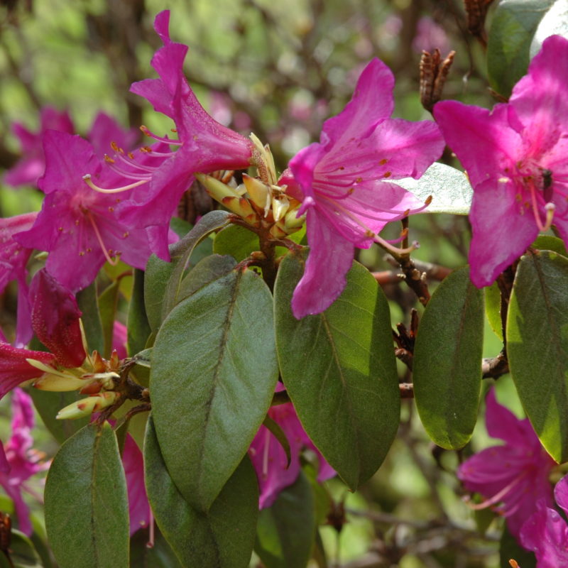 <p><em>Rhododendron amesiae</em> Rehder E.H. Wilson <br /><br /></p>