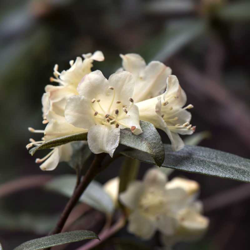 <p><em>Rhododendron auritum </em>Tagg</p>