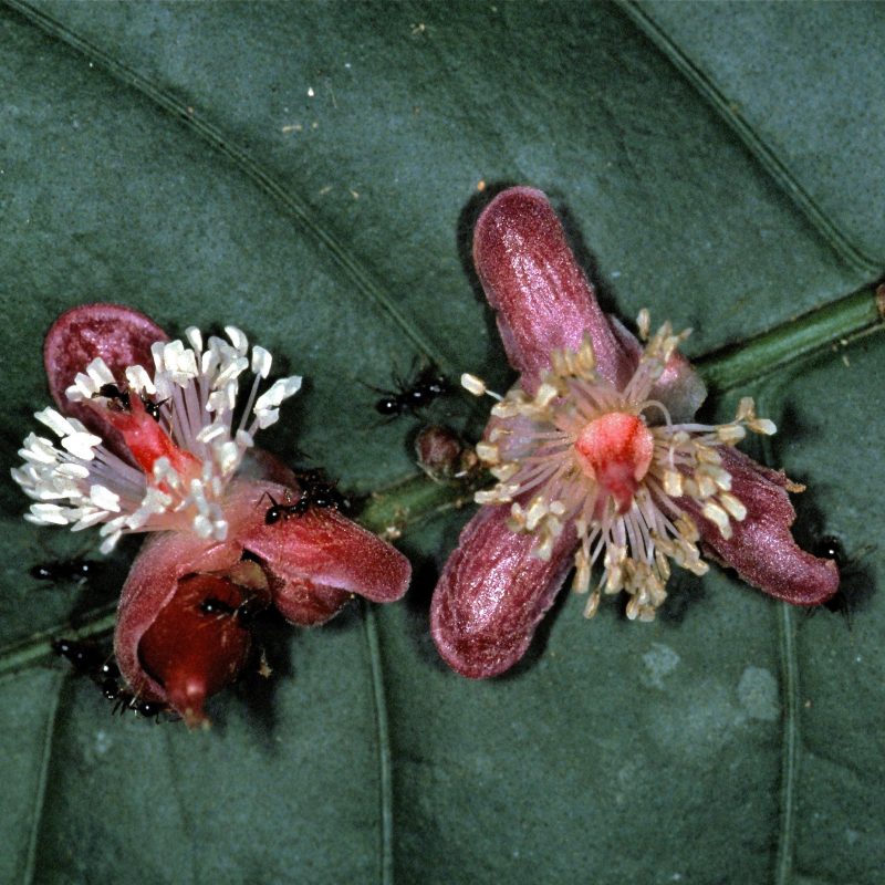 <p><em>Phyllobotryon </em><em>spathulatum </em>Müll.Arg. (P. soyauxianum Baill.), Korup NP, Cameroon. <br /><br /></p>

