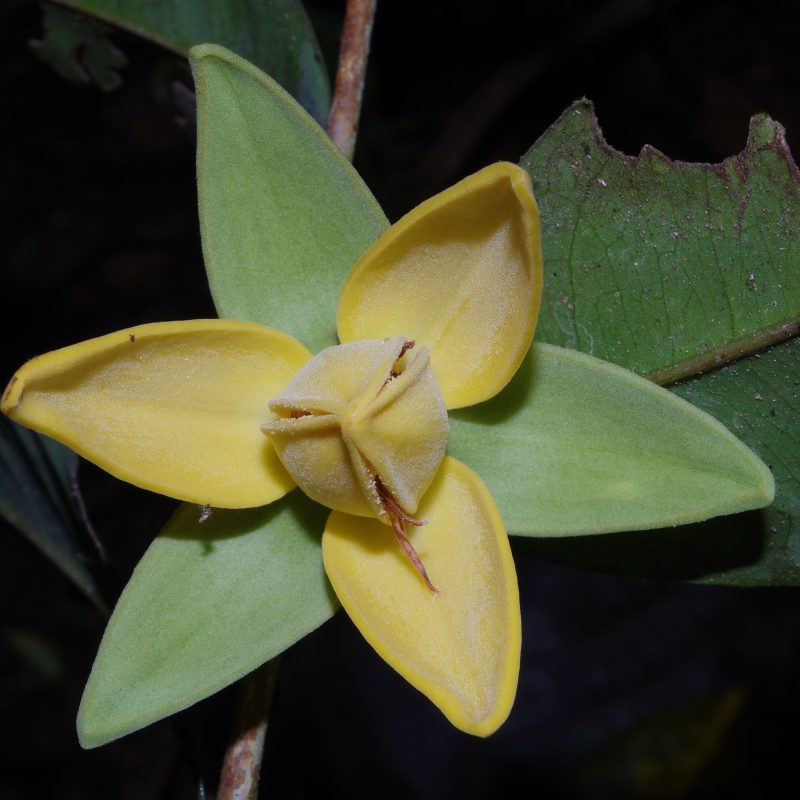 <p>Gabon, Africa</p>