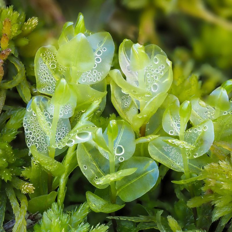 <p>Pseudobryum cinclidioides (Mniaceae) in mire, Fjaðrárgljúfur, Iceland</p>