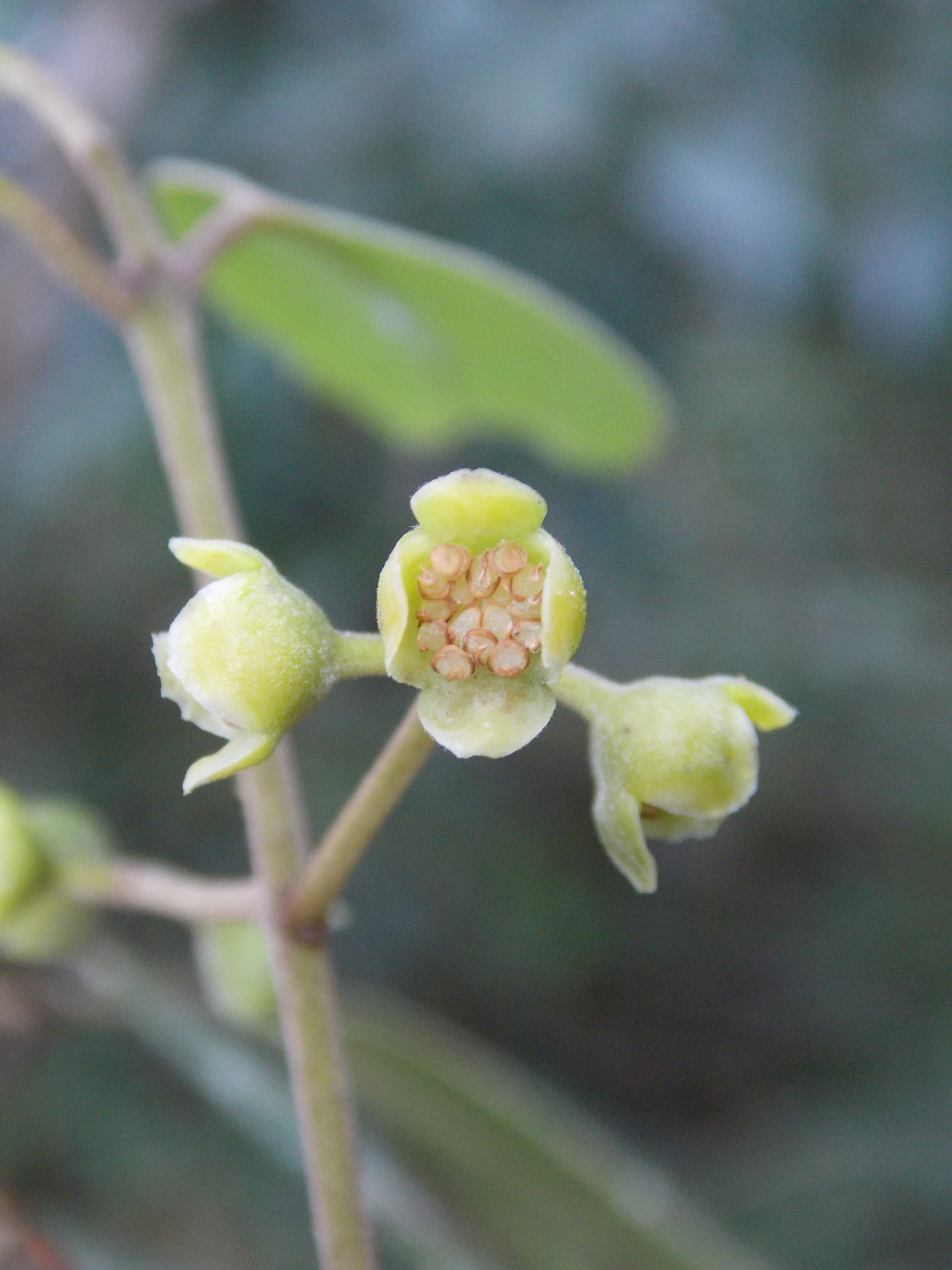   Mollinedia argyrogyna staminate flowers Minas Gerais Brazil  © E J de Lìrio