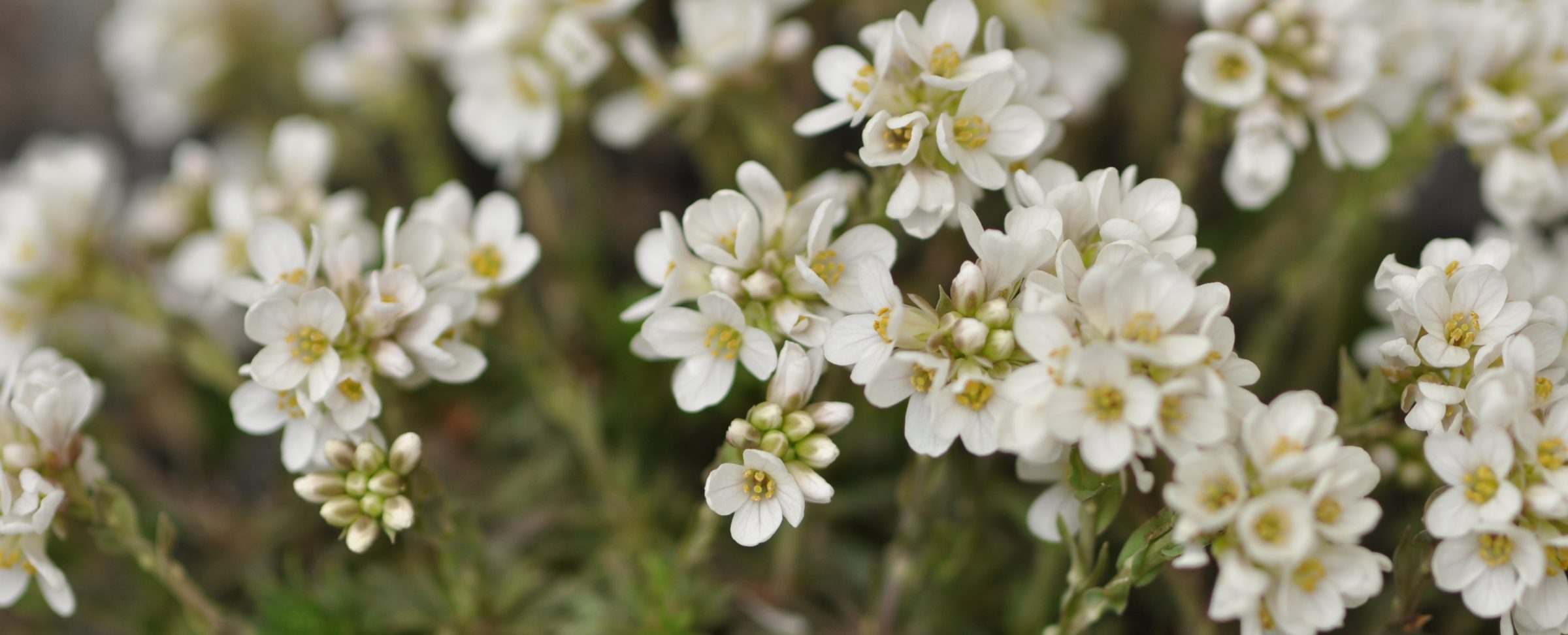   Noccaea vesicaria (L.) Al-Shehbaz © Marcus A. Koch