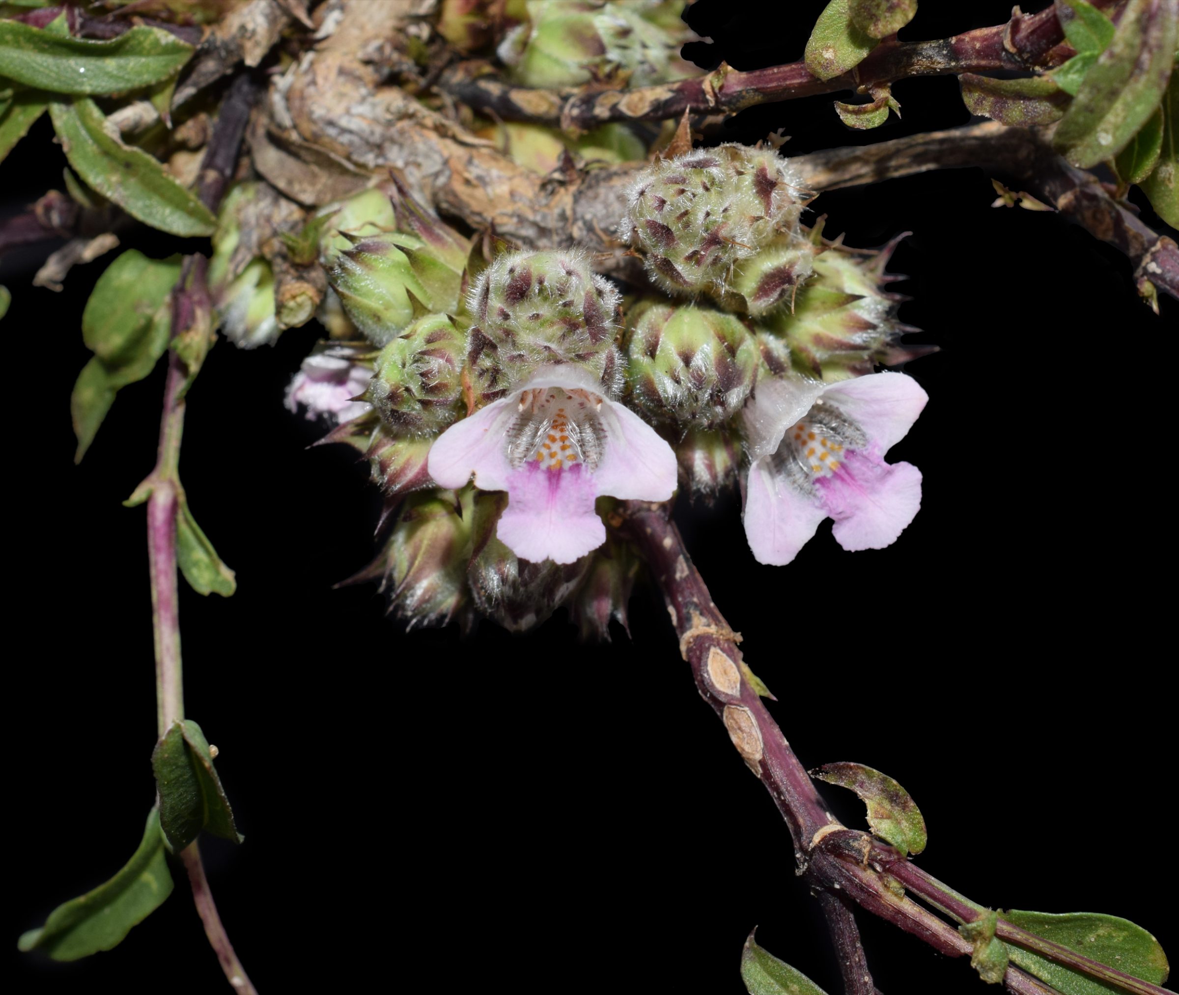   Lepidagathis cristata. India © G. Gnanasekaran