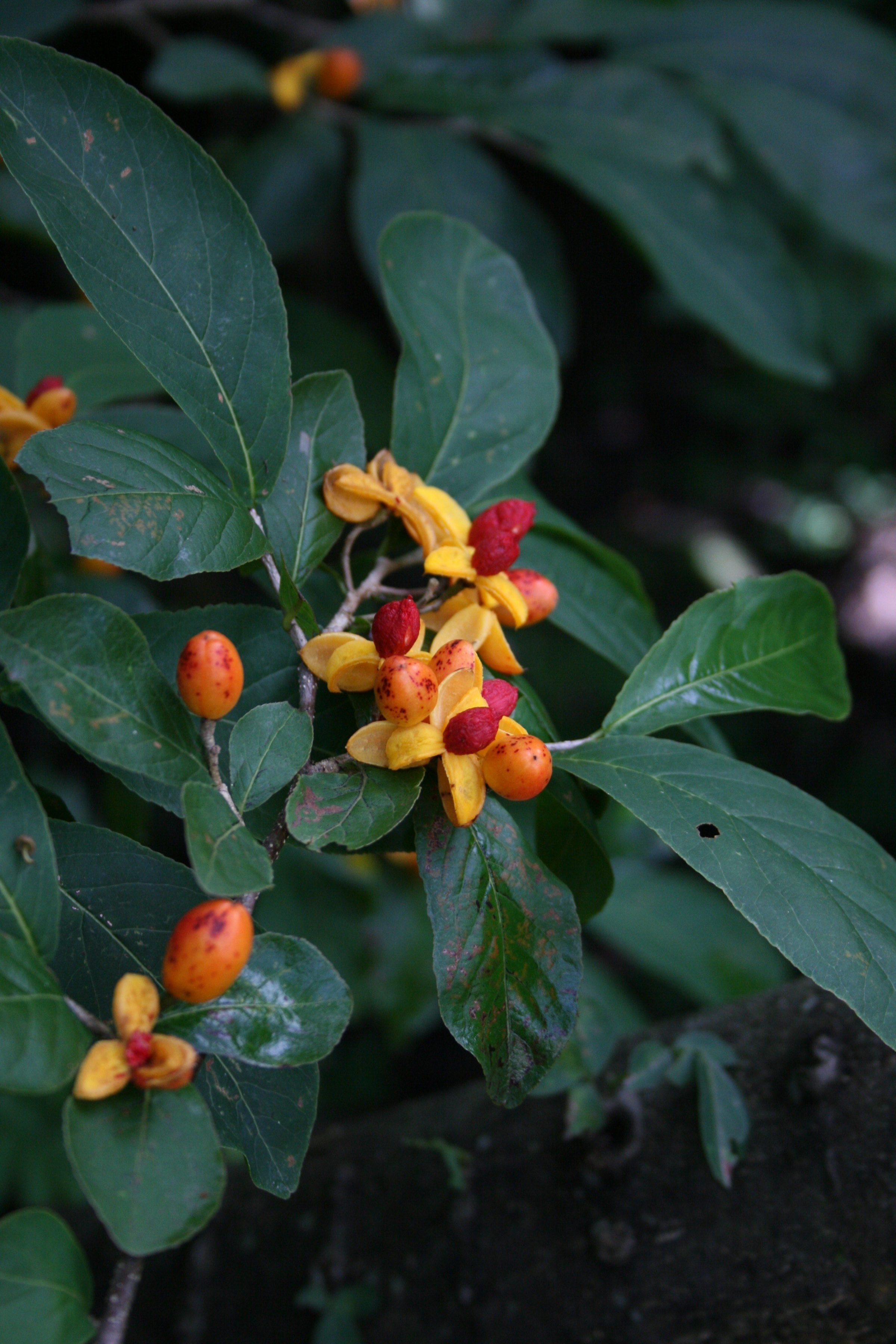   Casearia corymbosa Kunth, Costa Rica, Guanacaste Province, Rincón de la Vieja Volcano National Park.  © Photo: Dr. Alexey Yakovlev CC BY-SA 2.0