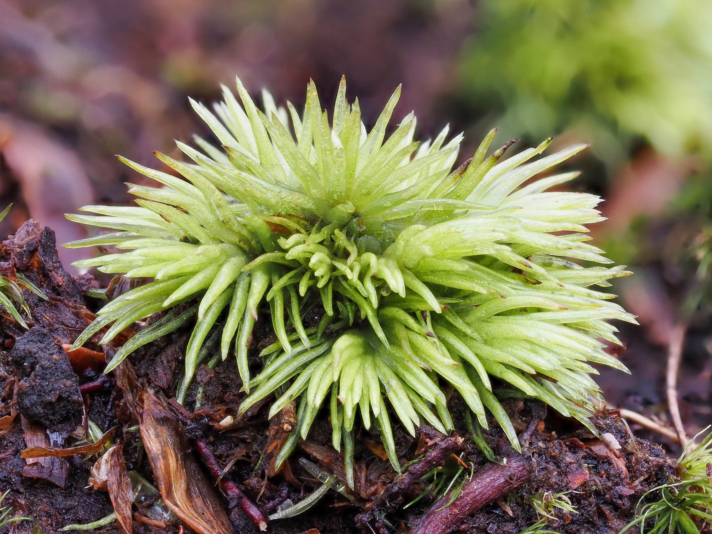   Leucobryum albidum (Leucobryaceae), on earth bank in beech (Fagus sylvatica) woodland, Epping Forest, Essex, England. 20 January 2022. © Des Callaghan