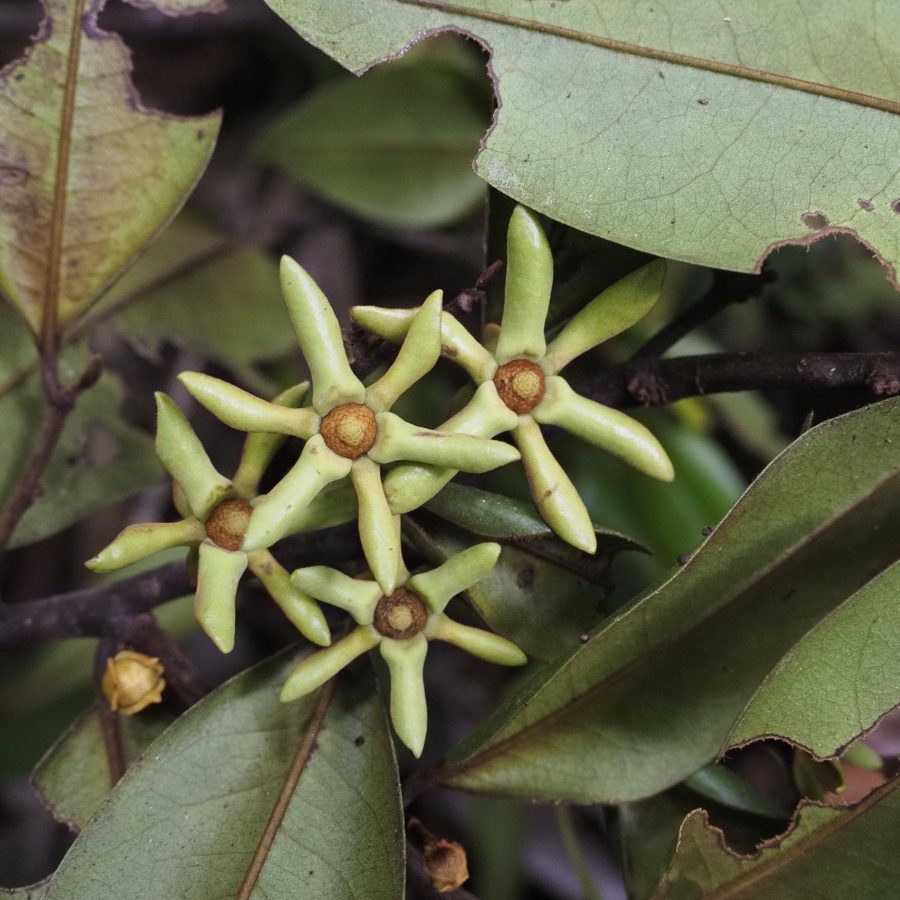 Guatteria stipitata, Ecuador, South America