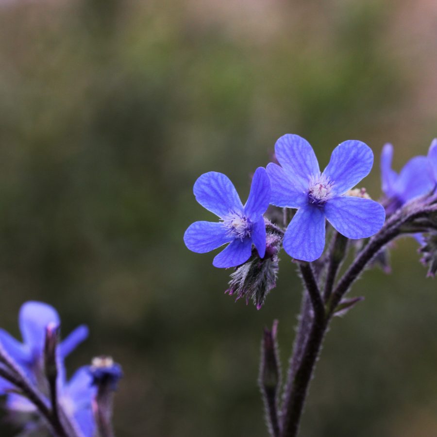 Anchusa azurea