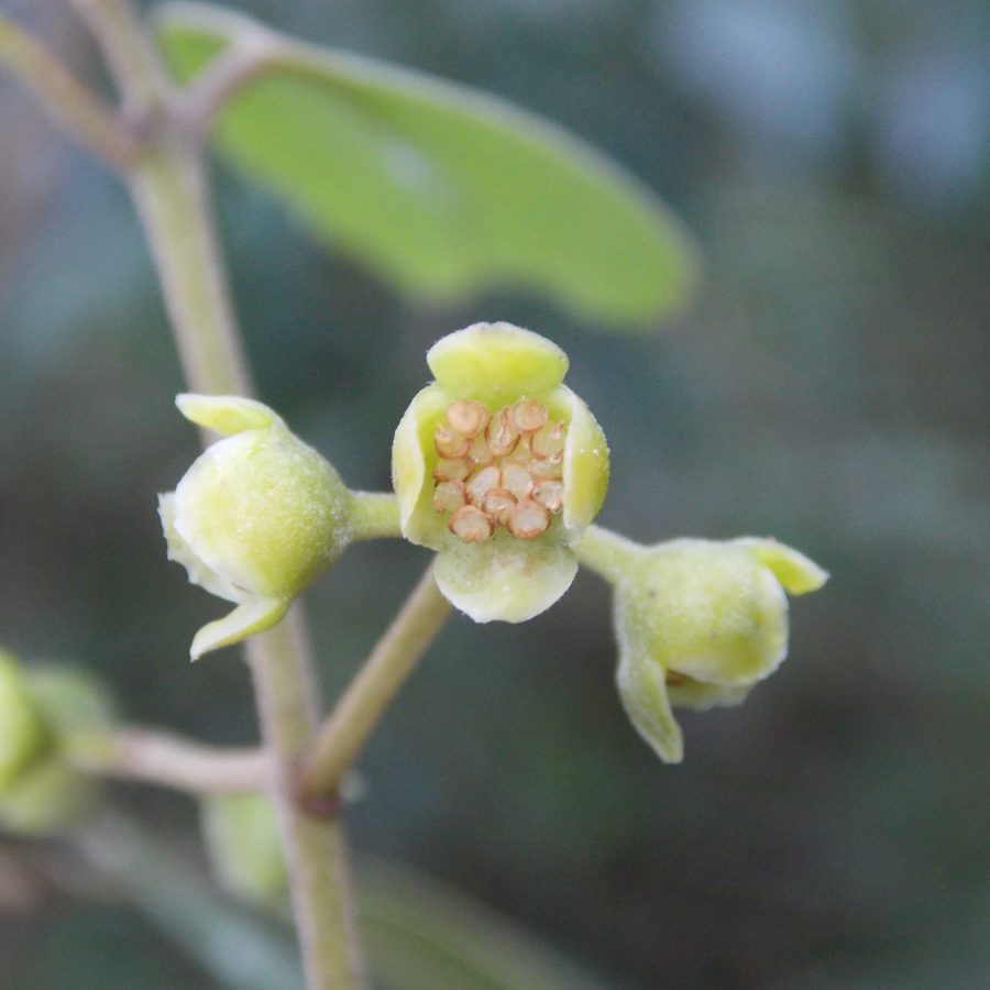 Mollinedia argyrogyna staminate flowers Minas Gerais Brazil 