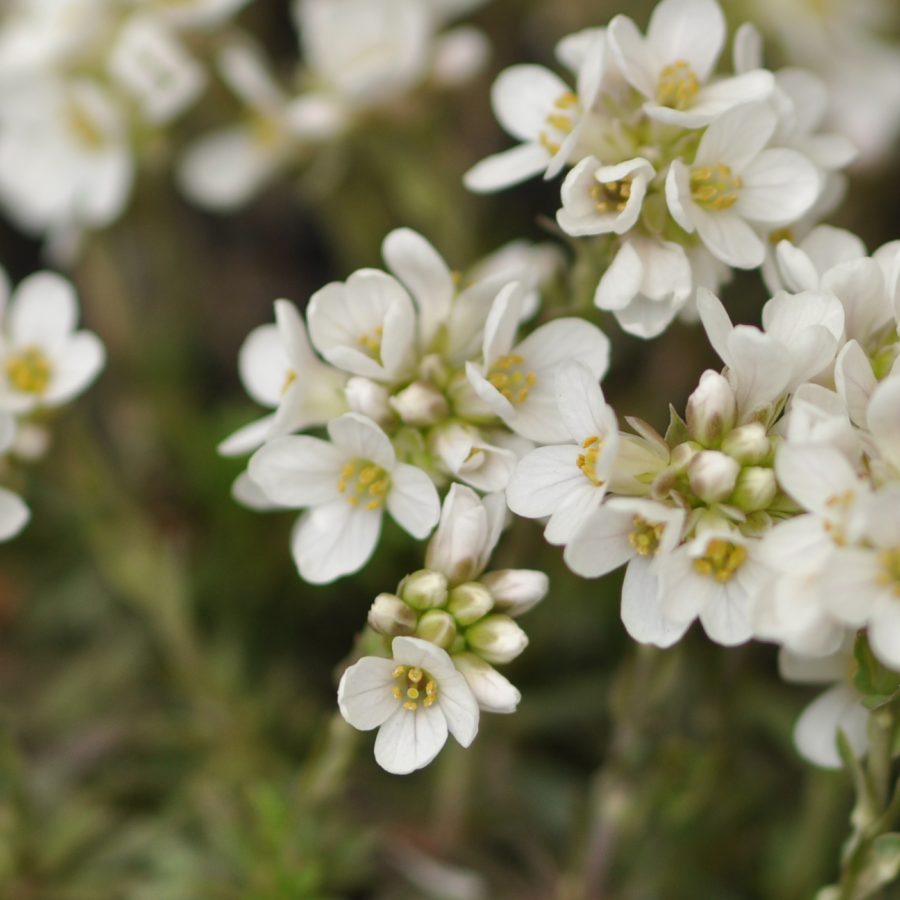 Noccaea vesicaria (L.) Al-Shehbaz