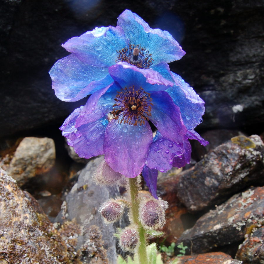 Meconopsis bhutanica. W Bhutan. 2009.