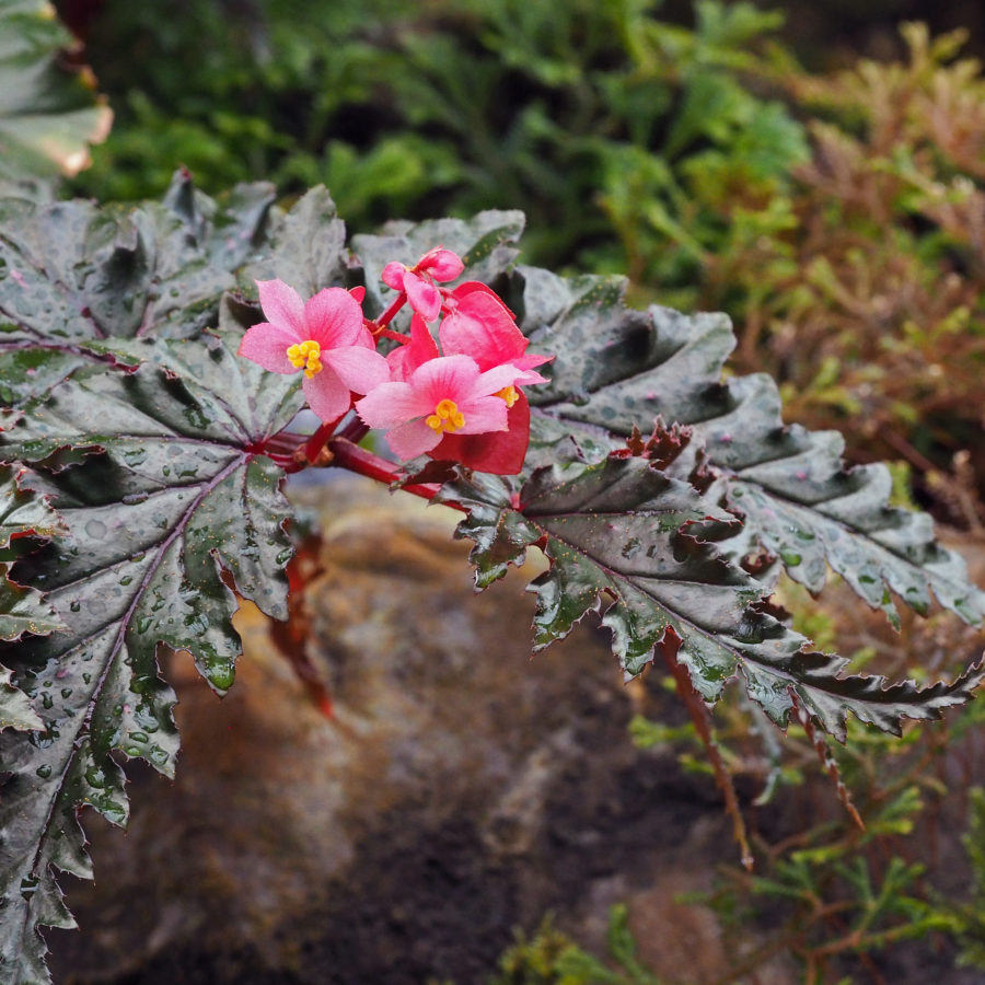 Begonia serratipetala Irmsch.